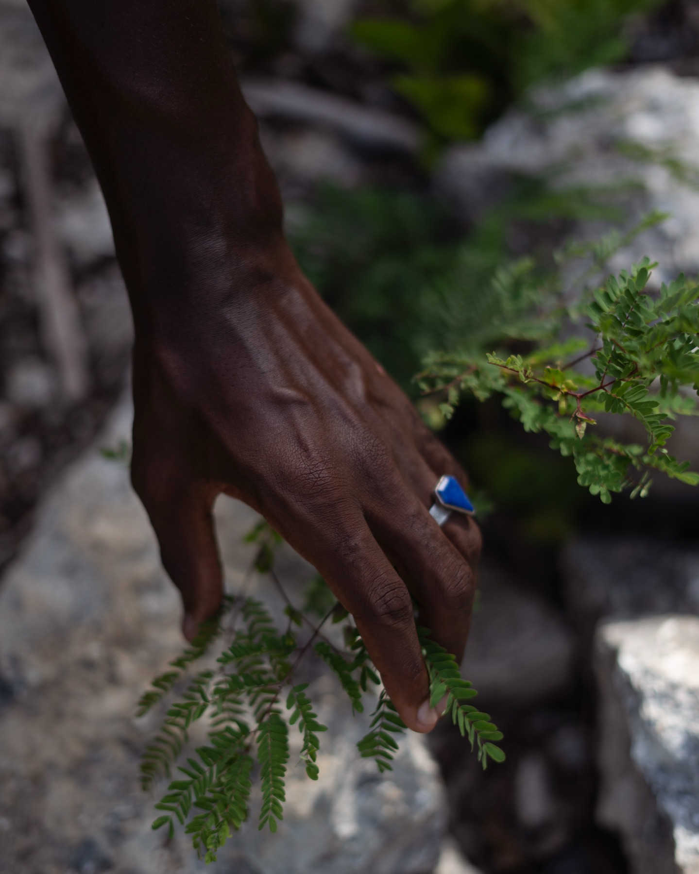 A hand with a blue stone ring reaches into a tamarind frond above pale limestone rock.