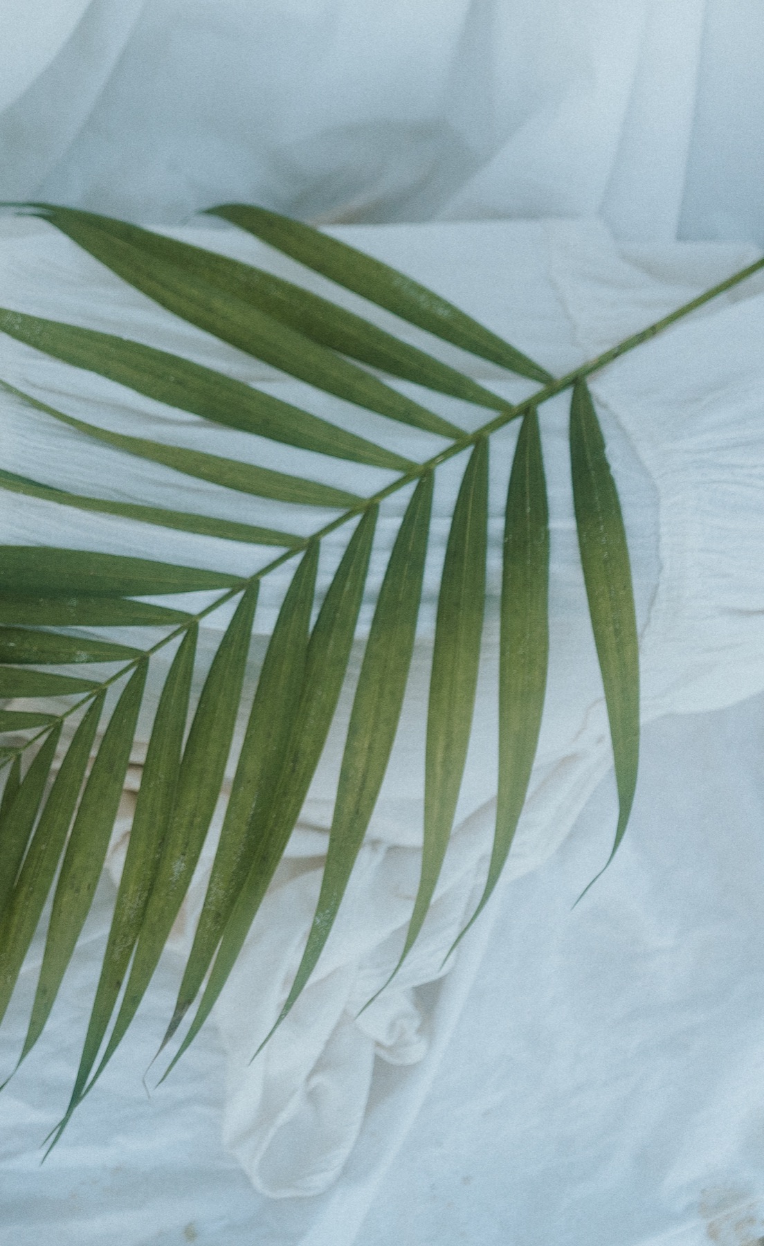 A single palm frond laid across crumpled white linen, soft daylight.